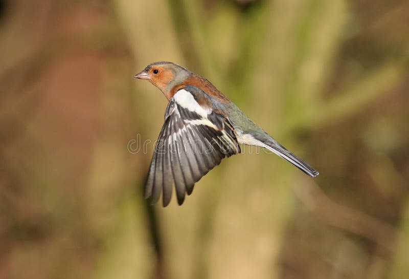 Chaffinch